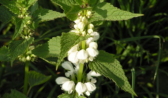 Tratarea simptomelor de menopauza cu plante medicinale